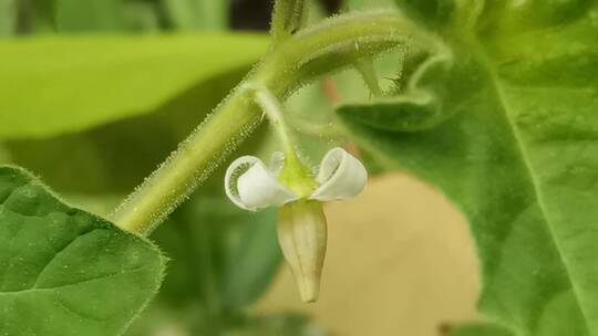 4K拍摄花朵特写视频素材模板下载