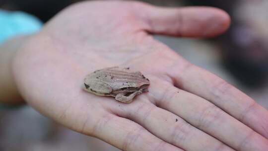 云南普洱手掌中的小林蛙