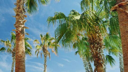 蓝天下的棕榈树特写镜头