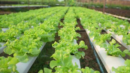 有机蔬菜青菜无公害种植培育视频素材模板下载