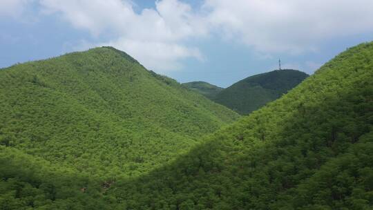 航拍长满竹林的大山