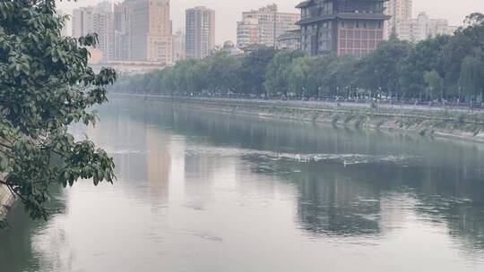 城市河流白鹭站在河流中央