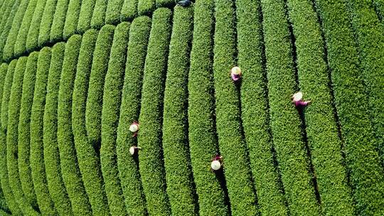 杭州春天风光西湖龙井产地龙坞茶园采茶