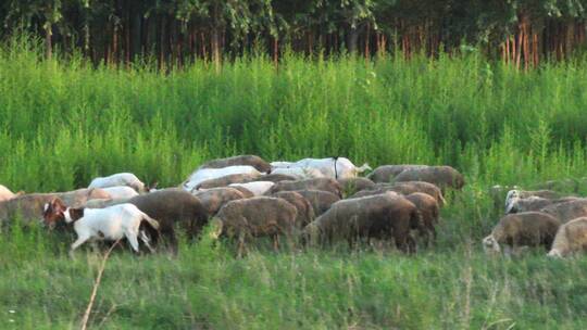 草地上牛羊群自由散步