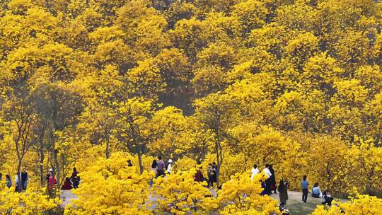 黄花风铃木