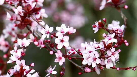 樱花盛开蜜蜂采蜜