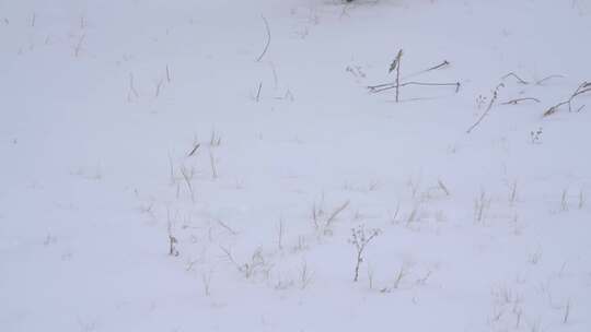 4K大雪中遛弯脚踩公园草地