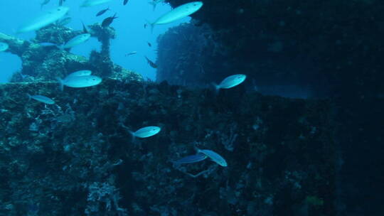 海底下游动的鱼群