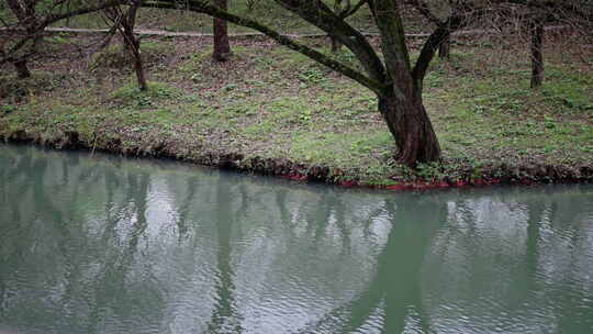 西溪湿地的河流与森林