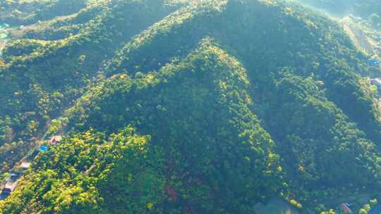 航拍千山郁郁葱葱的山林植被