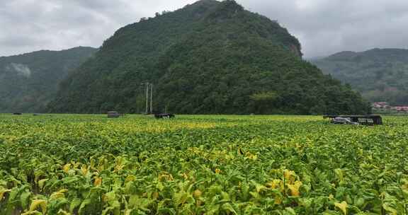 云南翁丁烟叶田航拍