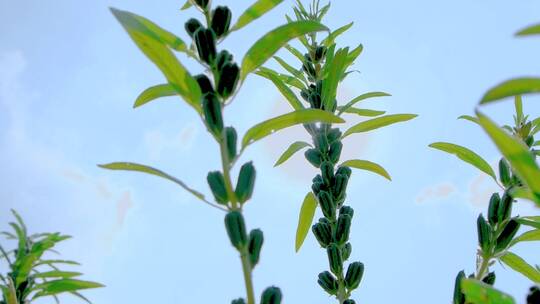 芝麻种植