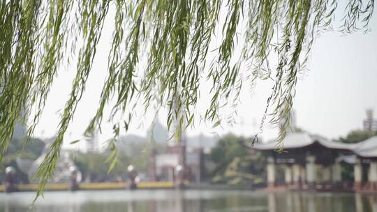 风吹落叶 绿植树荫下的宁静 千灯湖实拍