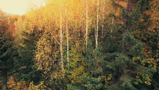 航拍阳光照射下的秋季森林