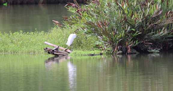 白鹭 大白鹭 湿地 湿地公园 公园 保护区