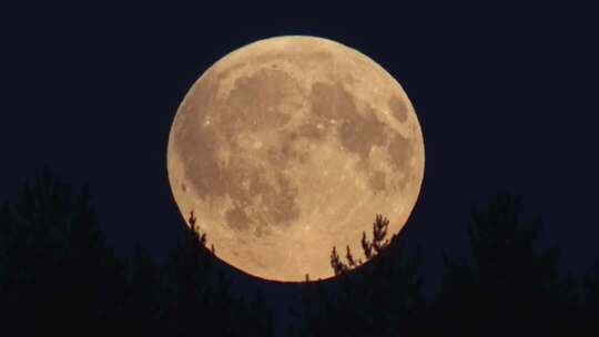 夜空下的满月与树木剪影