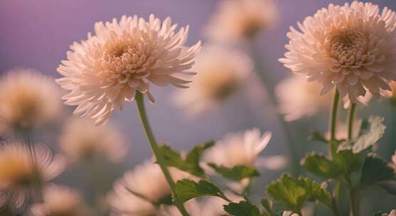 菊花特写秋菊花海花朵花丛向日葵鲜花盛开