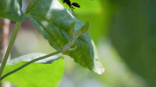 虎头蜂在绿叶上栖息完飞走升格