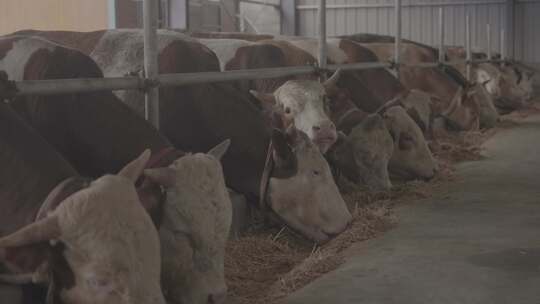 畜牧业肉牛养殖牛棚养殖场牛特写视频素材模板下载