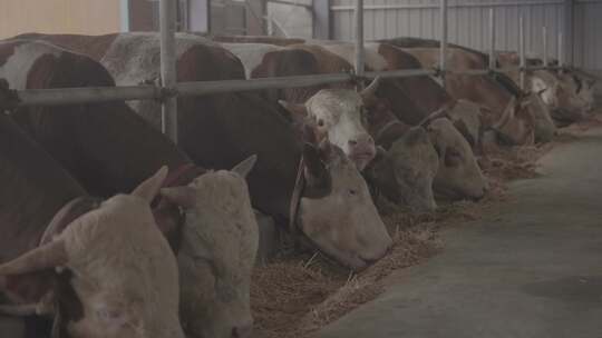 畜牧业肉牛养殖牛棚养殖场牛特写