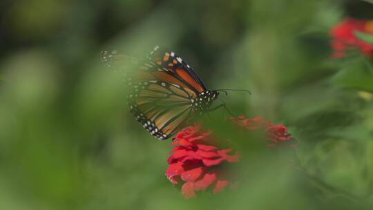 蝴蝶栖息在一朵红花上