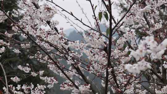 春天阳光下的樱花花朵