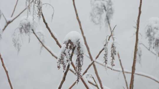 覆雪树枝特写