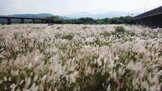 白蒿草郊外田野