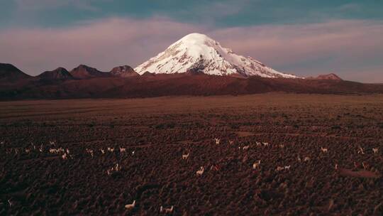 航拍火山附近羊驼牧群视频素材模板下载