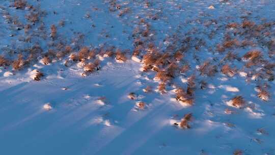 雪后湿地塔头积雪覆盖景象