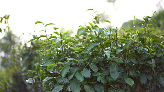 发芽茶树茶叶茶芽视频素材模板下载