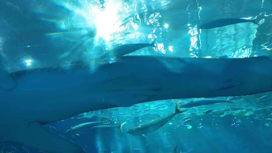 海底鲨鱼游过视频素材模板下载