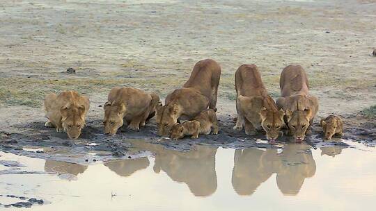 在水坑喝水的狮群