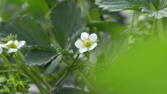 草莓园 农田 农业作物 水果 绿色植物 温室