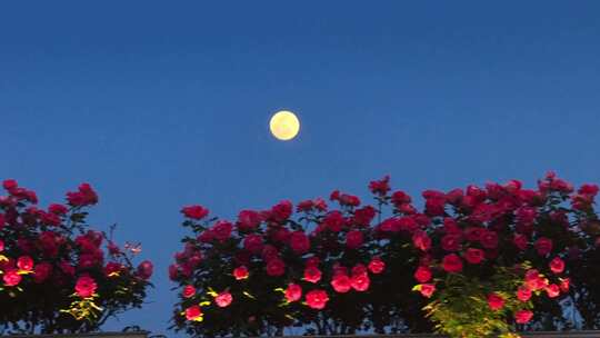 杭州高架月季花月亮同框