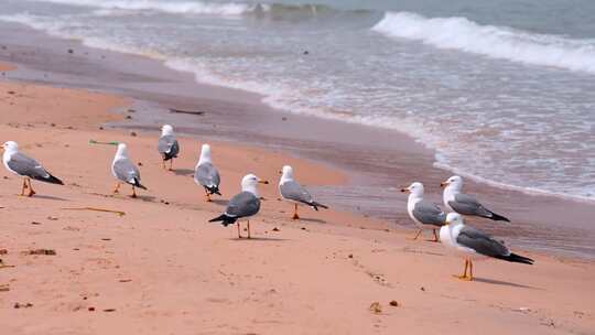 海边海滩上的海鸥，海滩上嬉戏的海鸥