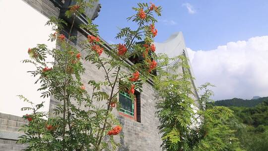 花园绿化 花草植物