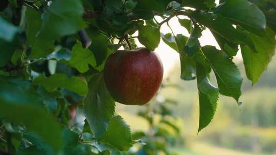 苹果树上的红苹果