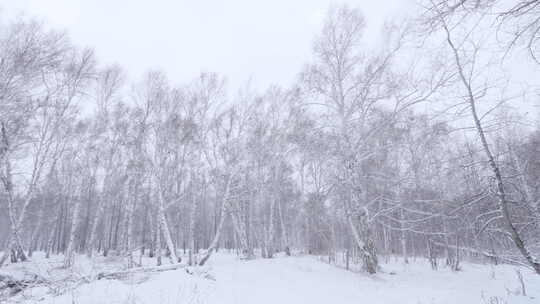 冬日白雪覆盖的树林景观