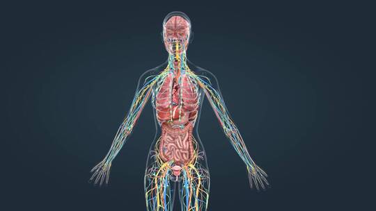 医疗人体解剖女性生殖器官神经系统三维动画