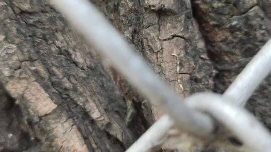 铁丝网缝里的树皮特写镜头