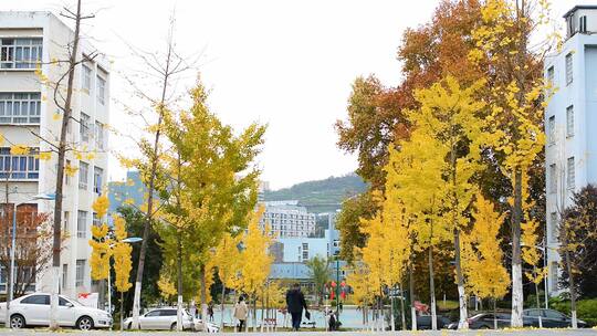 秋天的大学校园银杏树路