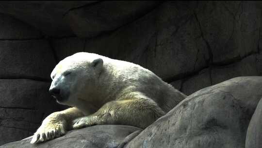动物园北极熊趴在石头上休息