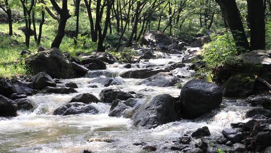 小溪 森林流水 绿色自然