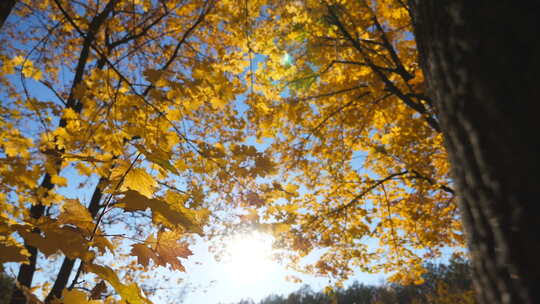 秋天金色枫叶落在空地上视频素材模板下载
