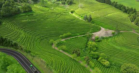 种植园，梯田，茶，绿色