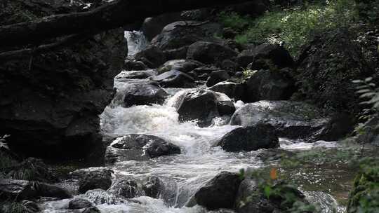 森林中 山泉小溪水