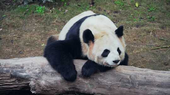 动物园大熊猫
