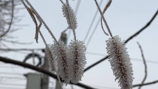 霜降下霜雾松植物视频素材模板下载