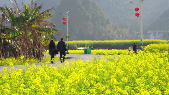 贵州黔西南兴义万峰林景区田园风光油菜花航